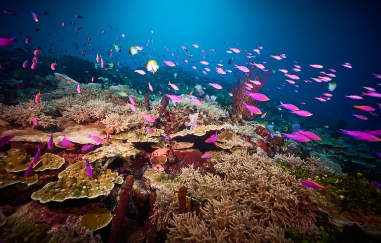 Dottyback