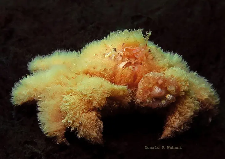 Teddy Bear Crab